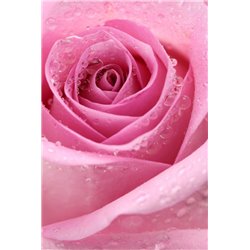 Бутон розовой розы - Фотообои цветы|розы - Модульная картины, Репродукции, Декоративные панно, Декор стен