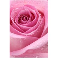 Бутон розовой розы - Фотообои цветы|розы