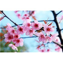 Цветущая ветка - Фотообои цветы|сакура - Модульная картины, Репродукции, Декоративные панно, Декор стен