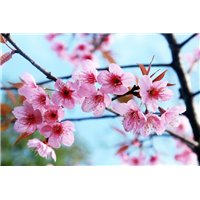 Цветущая ветка - Фотообои цветы|сакура
