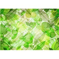 Зелёные листья - Фотообои Фоны и текстуры|природа