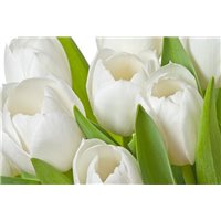 Портреты картины репродукции на заказ - Бутоны белых тюльпанов - Фотообои цветы|тюльпаны