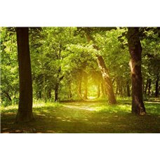 Картина на холсте по фото Модульные картины Печать портретов на холсте Солнечный день в лесу - Фотообои природа|деревья и травы