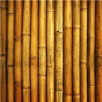 Стебли бамбука - Фотообои Фоны и текстуры|природа