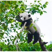 Портреты картины репродукции на заказ - Панда на дереве - Фотообои Животные|медведи