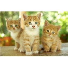 Картина на холсте по фото Модульные картины Печать портретов на холсте Рыжие котята - Фотообои Животные|коты