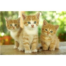 Рыжие котята - Фотообои Животные|коты - Модульная картины, Репродукции, Декоративные панно, Декор стен