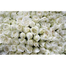 Картина на холсте по фото Модульные картины Печать портретов на холсте Букет белых роз - Фотообои цветы|розы