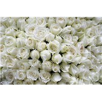 Портреты картины репродукции на заказ - Букет белых роз - Фотообои цветы|розы