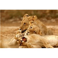 Львицы - Фотообои Животные|львы