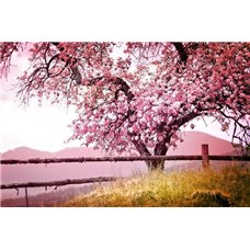Картина на холсте по фото Модульные картины Печать портретов на холсте Цветущее дерево на пустыре - Фотообои Японские и просто сады