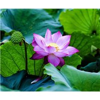 Водная лилия - Фотообои цветы|кувшинки