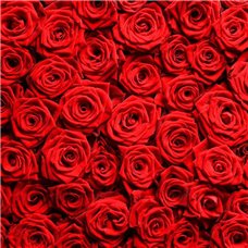 Картина на холсте по фото Модульные картины Печать портретов на холсте Бутоны красных роэ - Фотообои цветы|розы