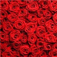 Портреты картины репродукции на заказ - Бутоны красных роэ - Фотообои цветы|розы