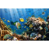 Морской мир - Фотообои Море|подводный мир
