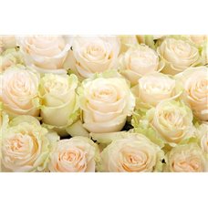 Картина на холсте по фото Модульные картины Печать портретов на холсте Белые розы - Фотообои цветы|розы
