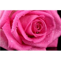Розовая роза - Фотообои цветы|розы