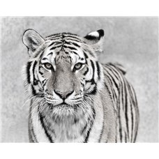 Картина на холсте по фото Модульные картины Печать портретов на холсте Тигр - Черно-белые фотообои