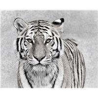 Портреты картины репродукции на заказ - Тигр - Черно-белые фотообои