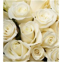 Белые розы - Фотообои цветы|розы