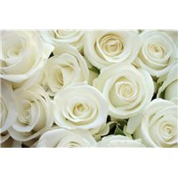 Букет белых роз - Фотообои цветы|розы