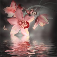 Картина на холсте по фото Модульные картины Печать портретов на холсте Бабочки на орхидее - Фотообои цветы|орхидеи