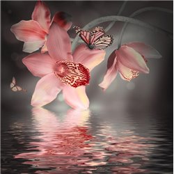 Бабочки на орхидее - Фотообои цветы|орхидеи - Модульная картины, Репродукции, Декоративные панно, Декор стен