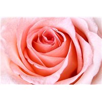 Розовая роза - Фотообои цветы|розы