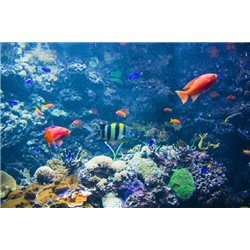 Подводные жители - Фотообои Животные|морской мир - Модульная картины, Репродукции, Декоративные панно, Декор стен