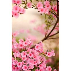 Дерево в цвету - Фотообои цветы|цветущие деревья - Модульная картины, Репродукции, Декоративные панно, Декор стен