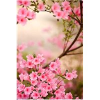 Дерево в цвету - Фотообои цветы|цветущие деревья