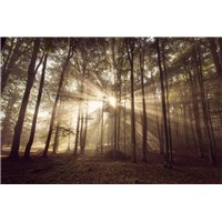 Свет в лесу - Фотообои природа|лес