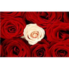 Картина на холсте по фото Модульные картины Печать портретов на холсте Белая и красная роза - Фотообои цветы|розы