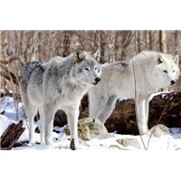 Старые волки - Фотообои Животные