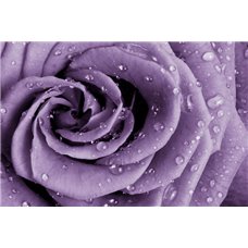 Картина на холсте по фото Модульные картины Печать портретов на холсте Пурпурная роза - Фотообои цветы|розы
