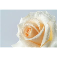 Картина на холсте по фото Модульные картины Печать портретов на холсте Белая роза с каплями росы - Фотообои цветы|розы