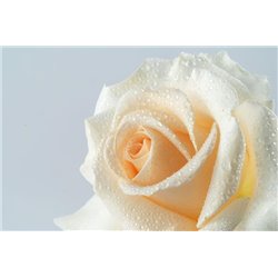 Белая роза с каплями росы - Фотообои цветы|розы - Модульная картины, Репродукции, Декоративные панно, Декор стен