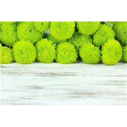Зеленые хризантемы - Фотообои цветы|другие - Модульная картины, Репродукции, Декоративные панно, Декор стен