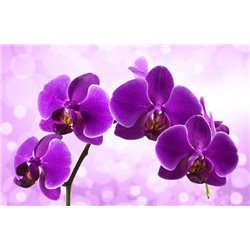 Цветы - Фотообои цветы|орхидеи - Модульная картины, Репродукции, Декоративные панно, Декор стен