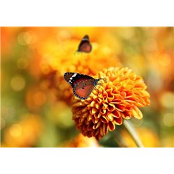 Бабочка на хризантеме - Фотообои цветы|другие - Модульная картины, Репродукции, Декоративные панно, Декор стен