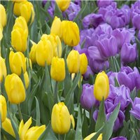 Цветные тюльпаны - Фотообои цветы|тюльпаны