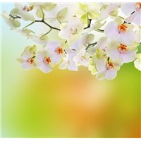 Веточка белых цветов - Фотообои цветы|анютины глазки