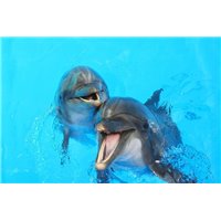 Портреты картины репродукции на заказ - Дельфины - Фотообои Животные