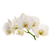 Бутоны белых цветов - Фотообои цветы|анютины глазки