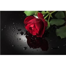Картина на холсте по фото Модульные картины Печать портретов на холсте Прекрасная роза - Фотообои цветы|розы
