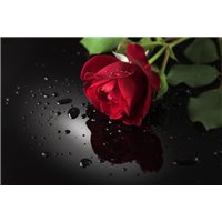 Портреты картины репродукции на заказ - Прекрасная роза - Фотообои цветы|розы