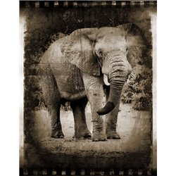 Фото со слоном - Черно-белые фотообои - Модульная картины, Репродукции, Декоративные панно, Декор стен