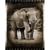 Портреты картины репродукции на заказ - Фото со слоном - Черно-белые фотообои