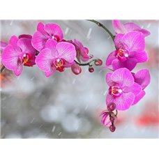 Картина на холсте по фото Модульные картины Печать портретов на холсте Орхидеи на снегу - Фотообои цветы|орхидеи