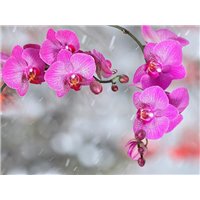 Портреты картины репродукции на заказ - Орхидеи на снегу - Фотообои цветы|орхидеи